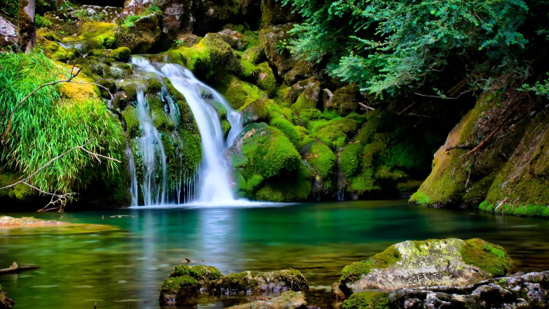 BANNER BEST NATURE BACKGROUND