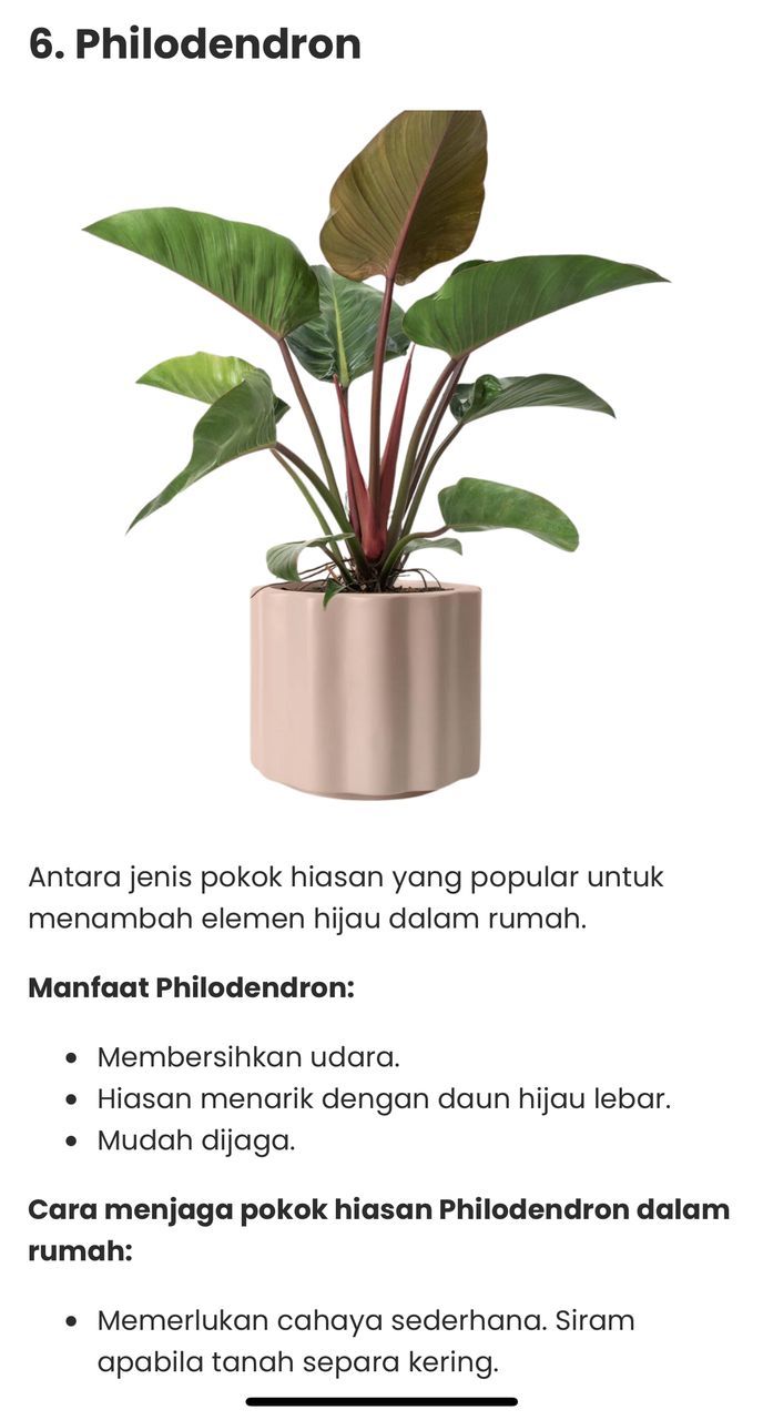 Pokok Hidup Indoor Philodendron