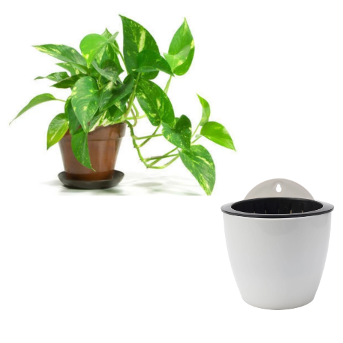 OEM Money Plant- Golden Pothos With Wall-Mounted Flower Pot