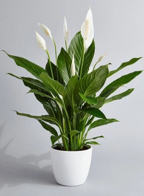 Live Peace Lily 30cm