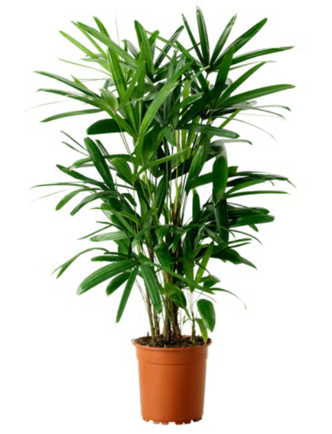 Potted Raphis palm 50cm