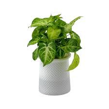 Others Syngonium Green P110 (Hydroponic Pot)