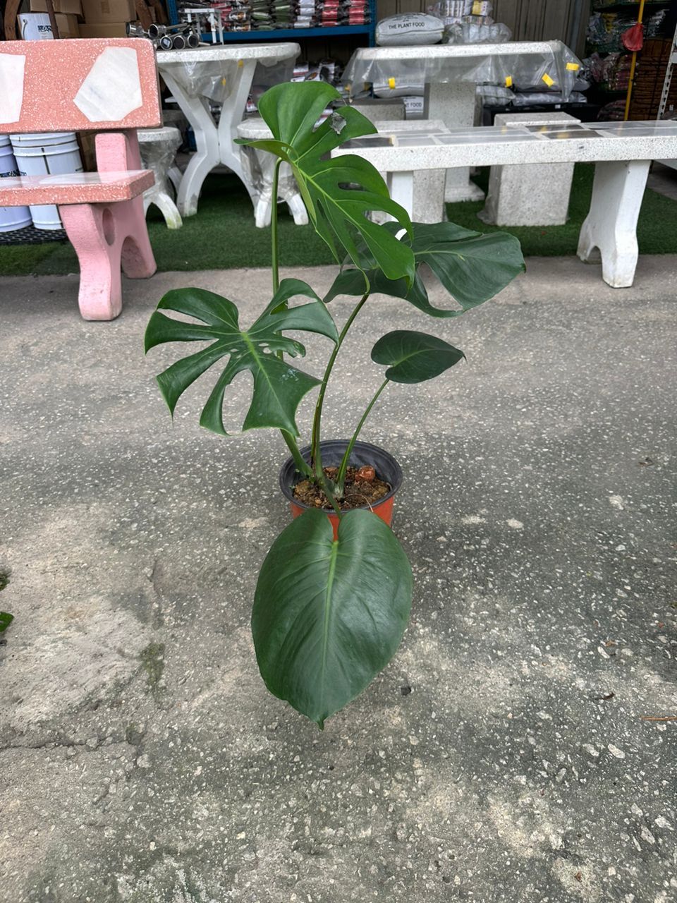 Pokok Hidup Montera + PASU