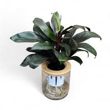Others Cordyline Fruitcosa P110 (Hydroponic Pot)