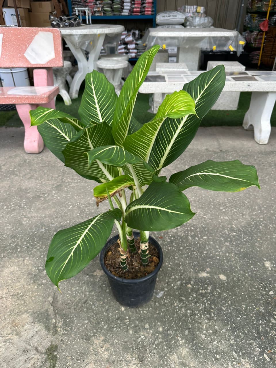 Pokok Hidup Dieffenbachia + PASU