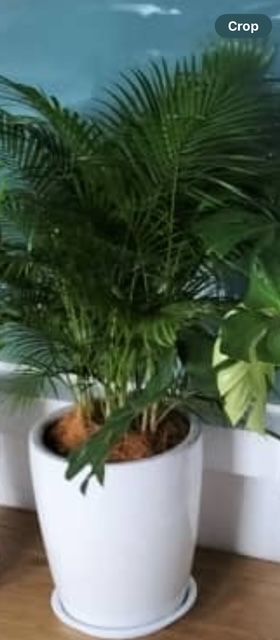Pokok Hidup Palm Tree + PASU