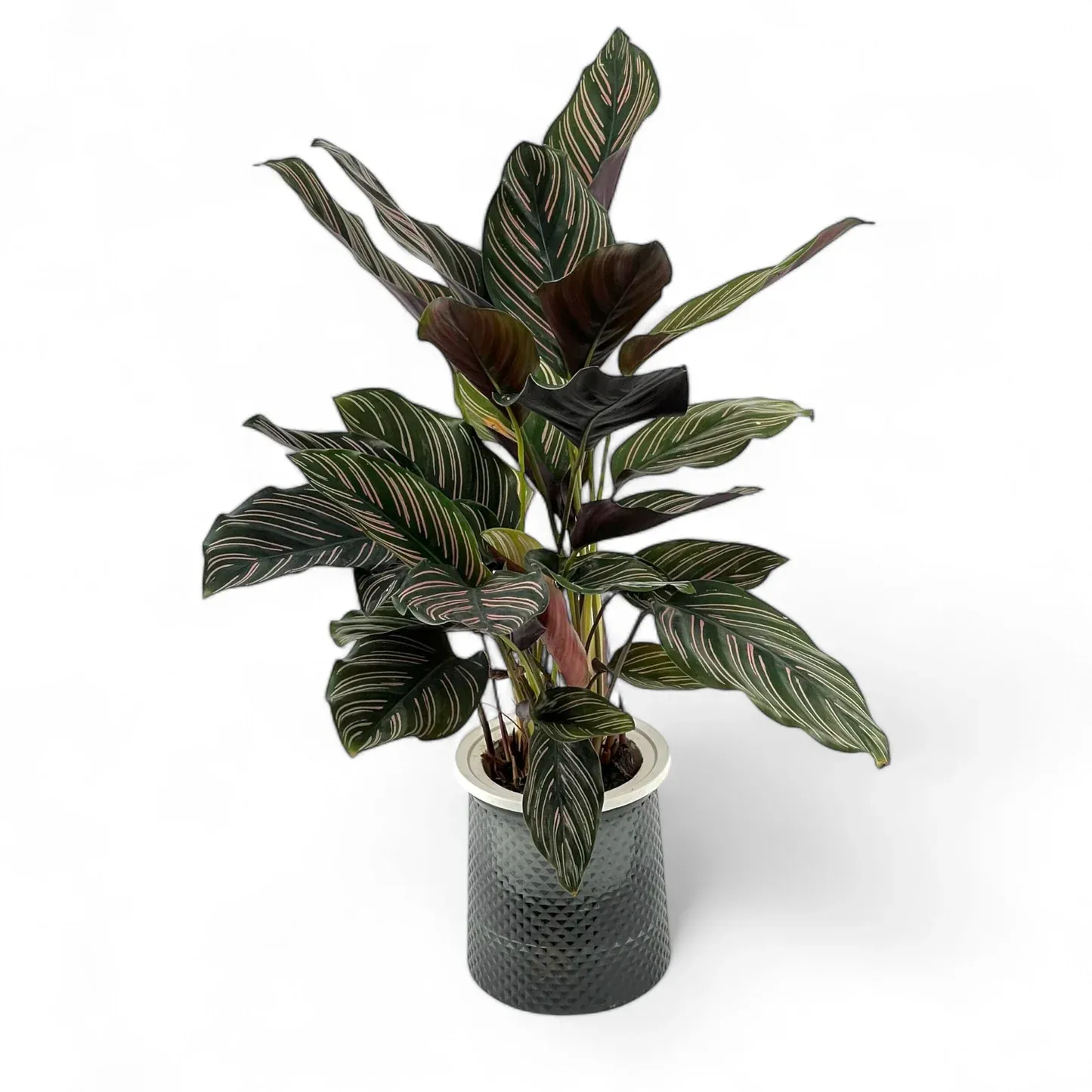 Others Calathea Sanderiana P110 (Hydroponic Pot)