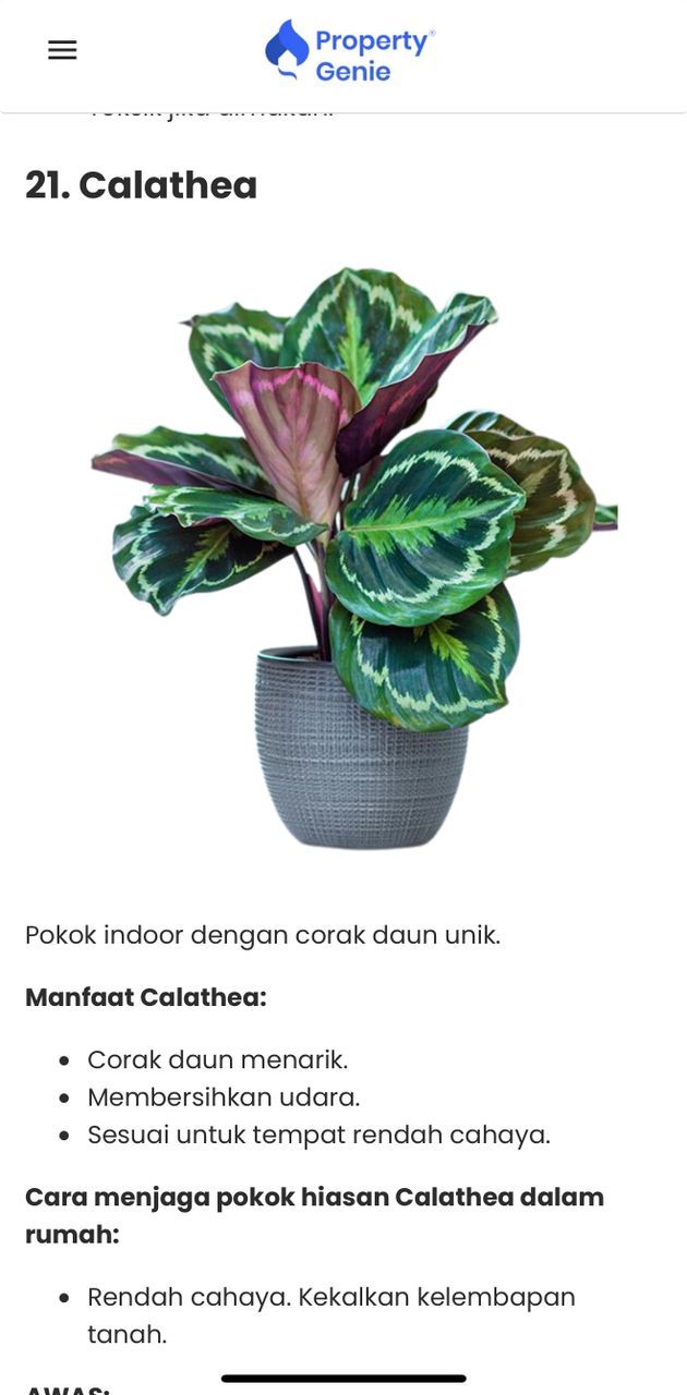 Pokok Hidup Indoor Calathea