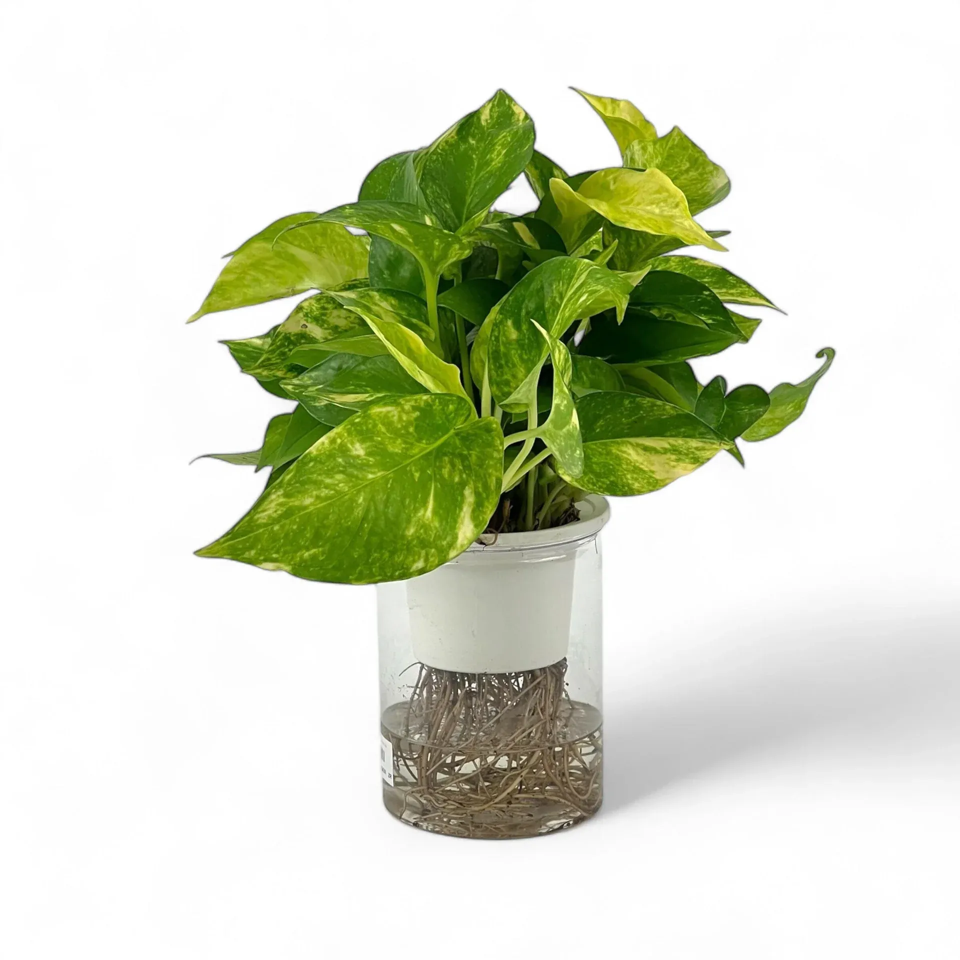 Others Epipremnum Money Plant - Green (P120)