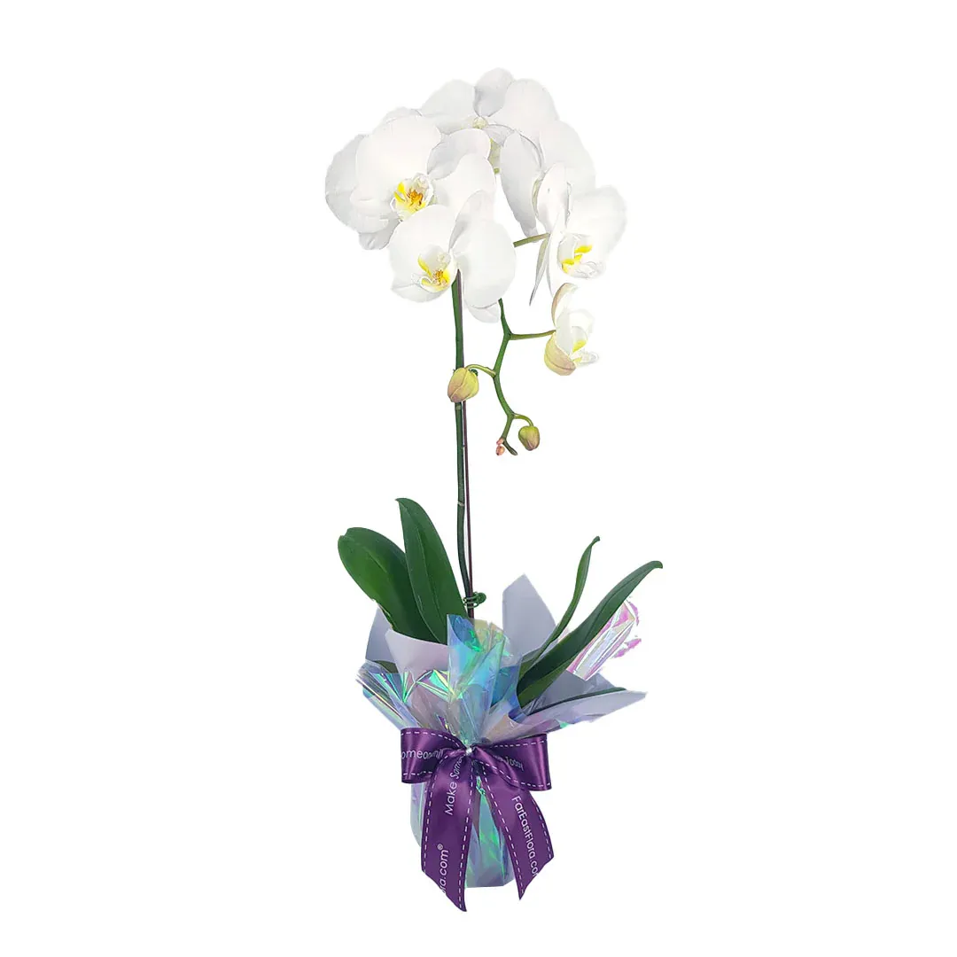 Others MYPH03 - Phalaenopsis Orchid (1 Stalk)