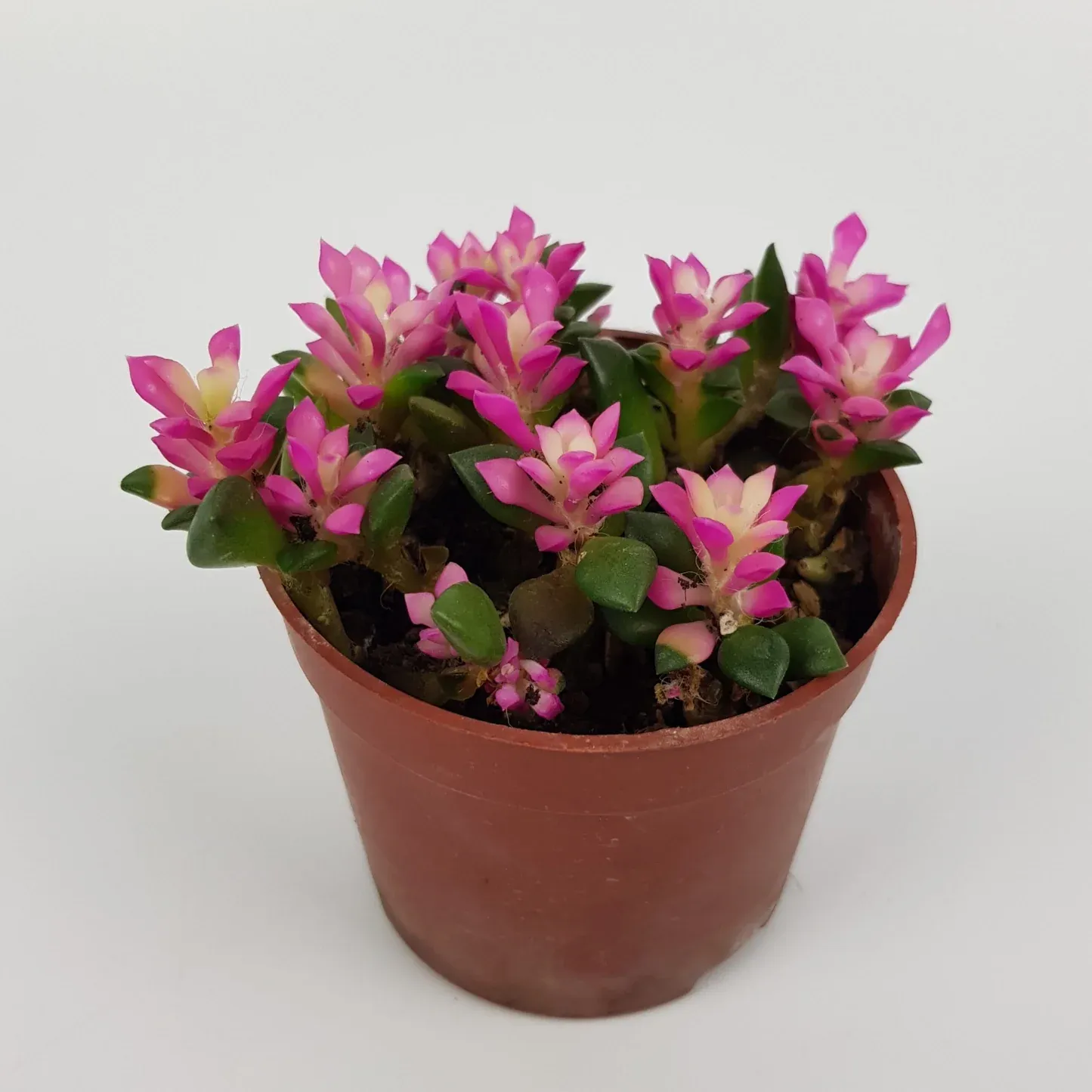 Others Echeveria Macdougallii