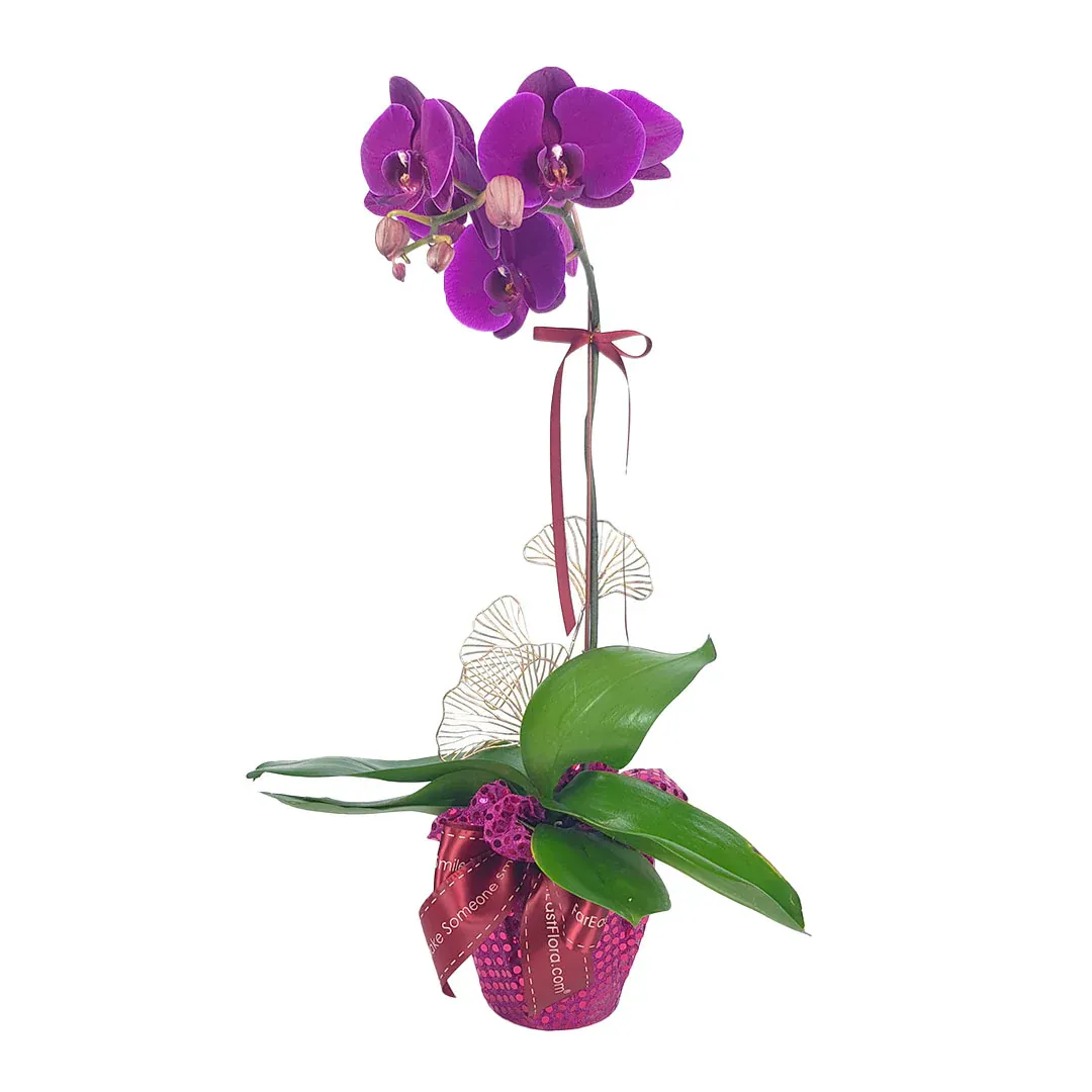 Others MYPH04 - Phalaenopsis Orchid Purple (1 Stalk)