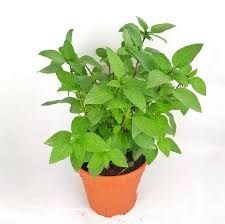 Others Pot Thai Basil - Green