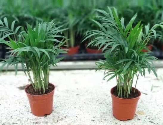 Live Plant with Pot / Potted Plant