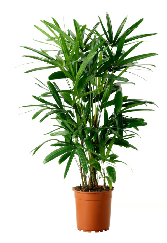 ⁠Potted Bamboo Palm (40-50cm)