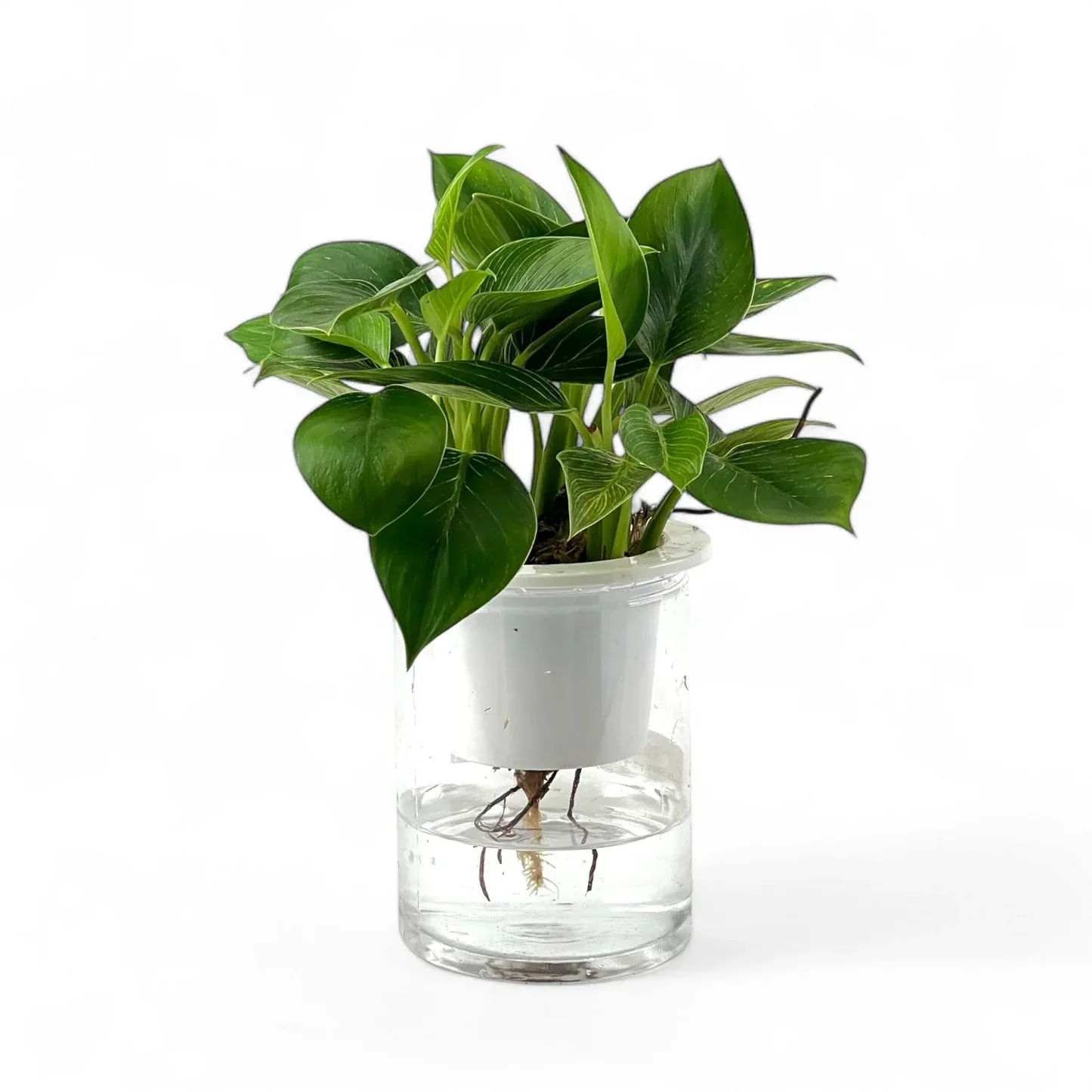 Others Philodendron Birkin P110 (Hydroponic Pot)