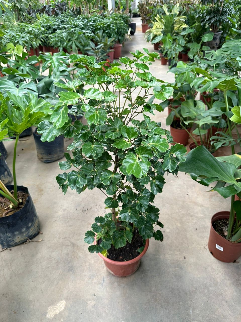 Pokok Hidup Money Tree + PASU