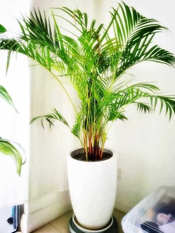Pokok Areca Palm 6FT