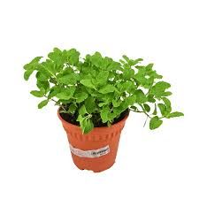 Others Pot Mints