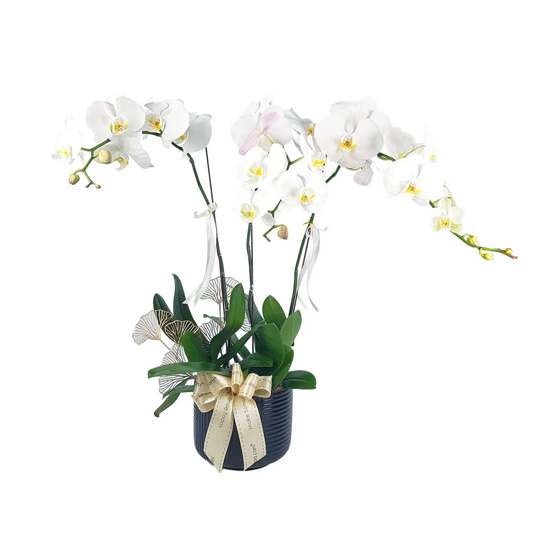 Others MYPH05 - Phalaenopsis Orchid (3 Stalks)