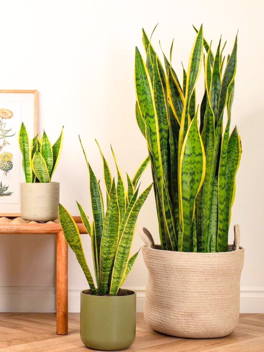 Decoration plant