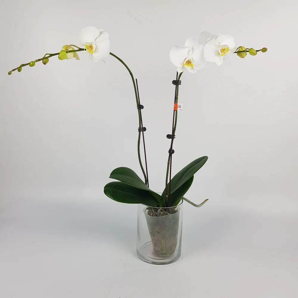 Others Phalaenopsis Mini Double Stem - White *Without Pot*