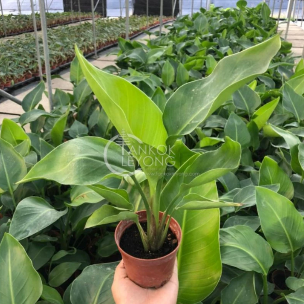 Live Plant Bird of Paradise Strelitzia Nicolai - Live Plant