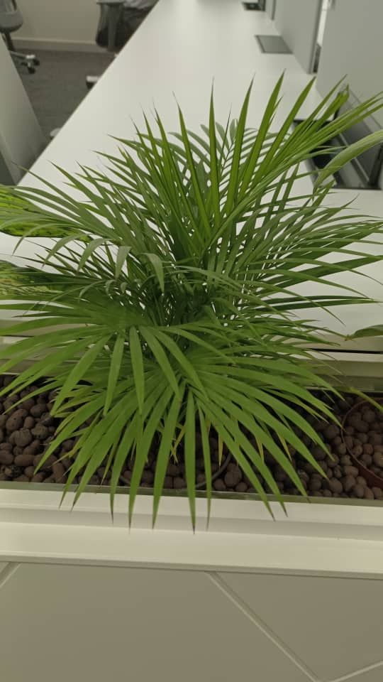 Pokok Javapalm