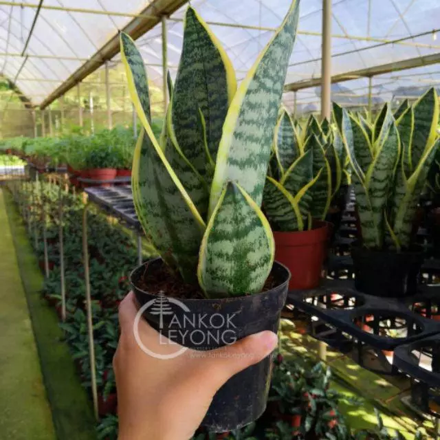 Live Plant Sansevieria Superba/Golden Snake Plant - Live Plant