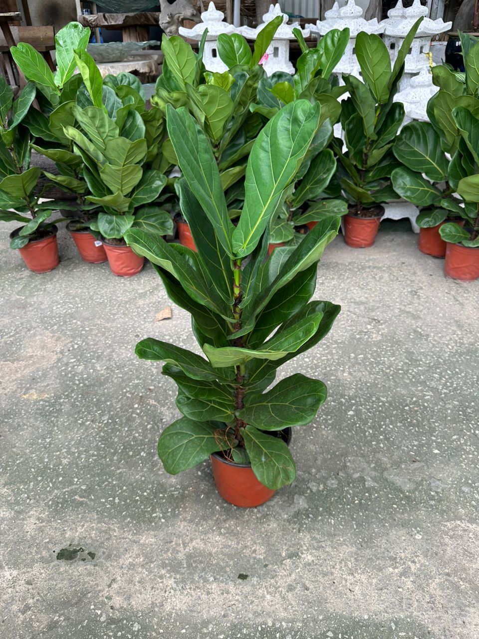 Pokok Hidup Ficus iylata + PASU