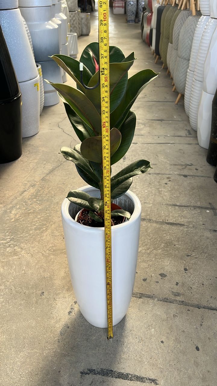 Pokok ficus elastica berseta Pasu 90cm