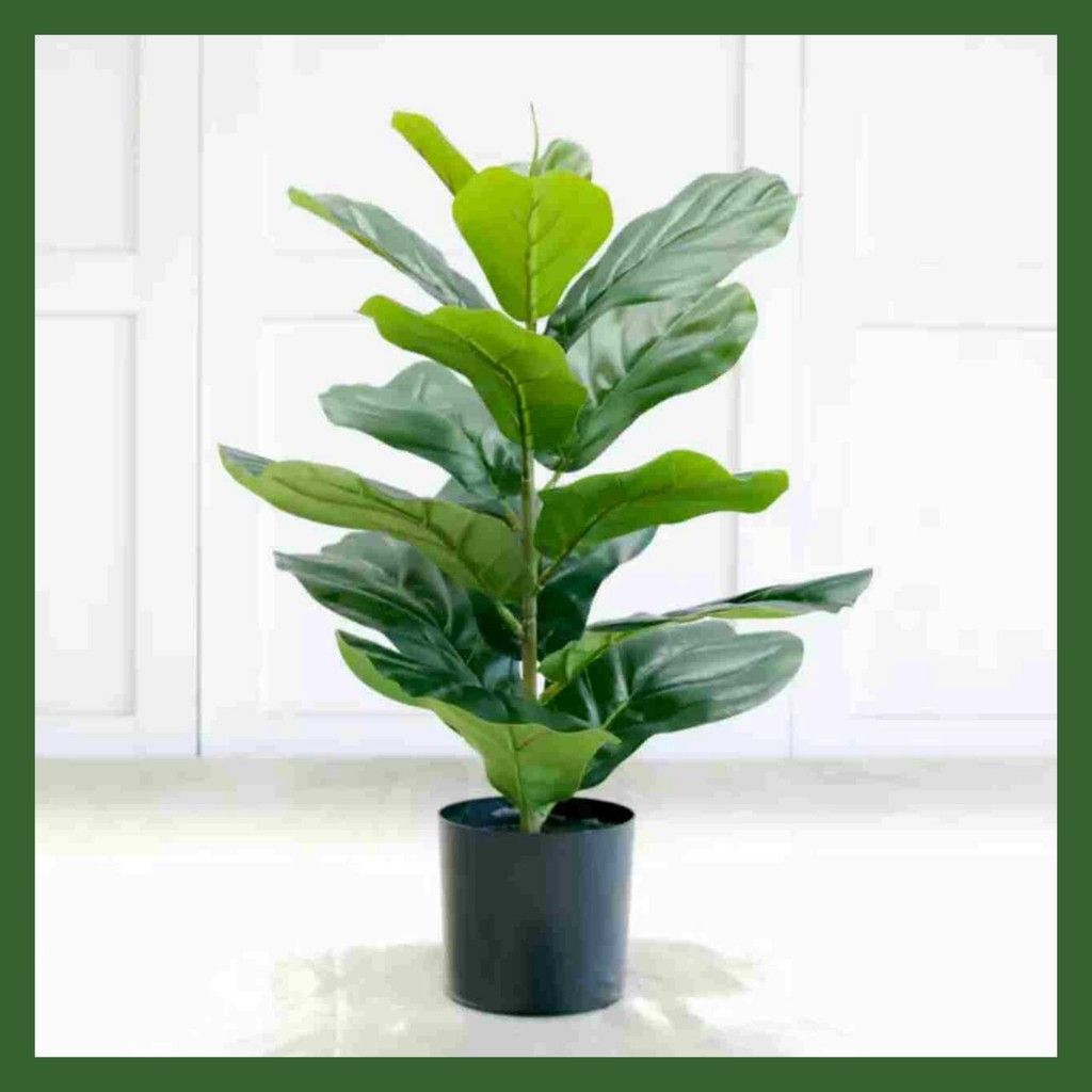 Artificial Plant FIDDLE FIG Pokok Hiasan Plastic 180CM + Pasu Plastic Putih 58cmX46cmX46CM