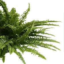 Others Pot Boston Fern P220 Green