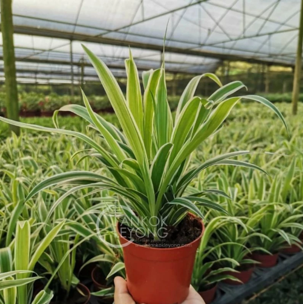 Live Plant Spider Plant - Live Plant
