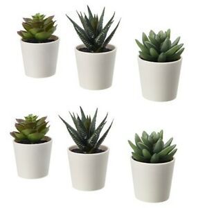 FEJKA - Succulent 6 cm 3 pieces