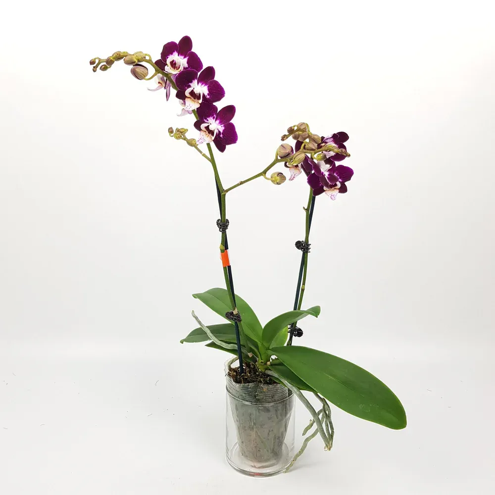 Others Phalaenopsis Mini Double Stem - Purple*Without Pot*