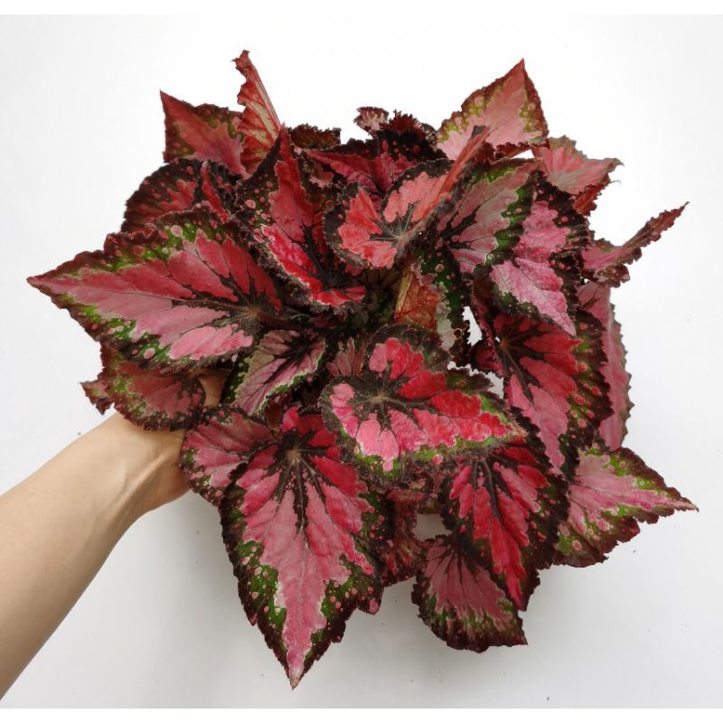 Begonia(rex red tango)