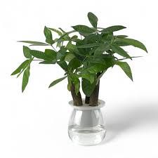Others Pachira P110 (Hydroponic Pot)