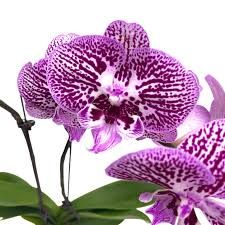 Others Pot Phalaenopsis 3 5”
