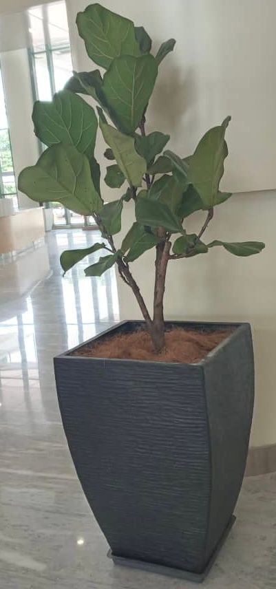 Pokok + Pasu