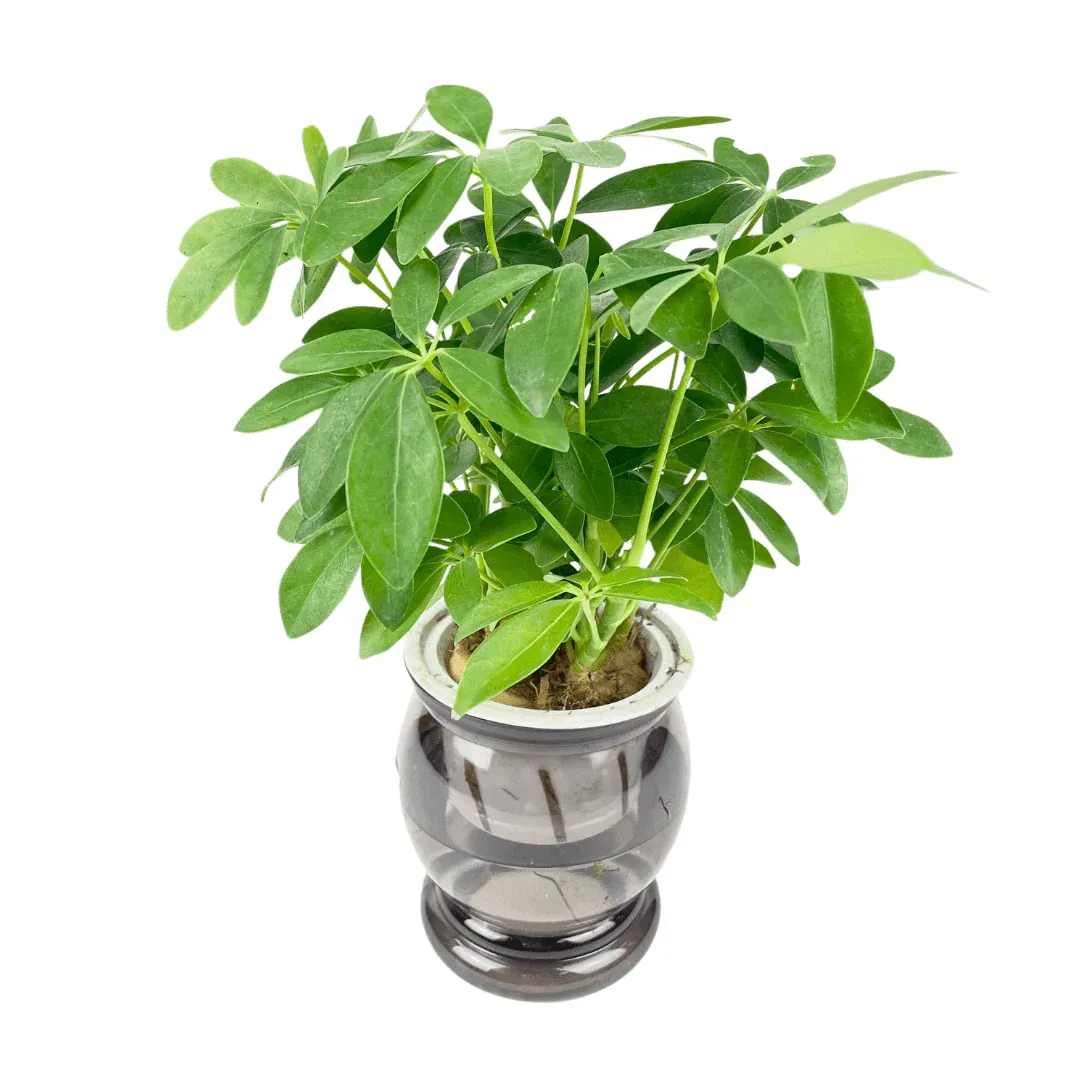 Others Schefflera Green P110 (Hydroponic Pot)