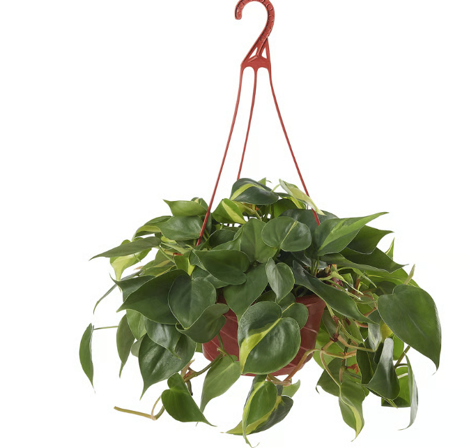 Hanging plant