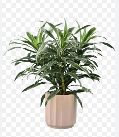 Potted ⁠Silver Draceana 50cm