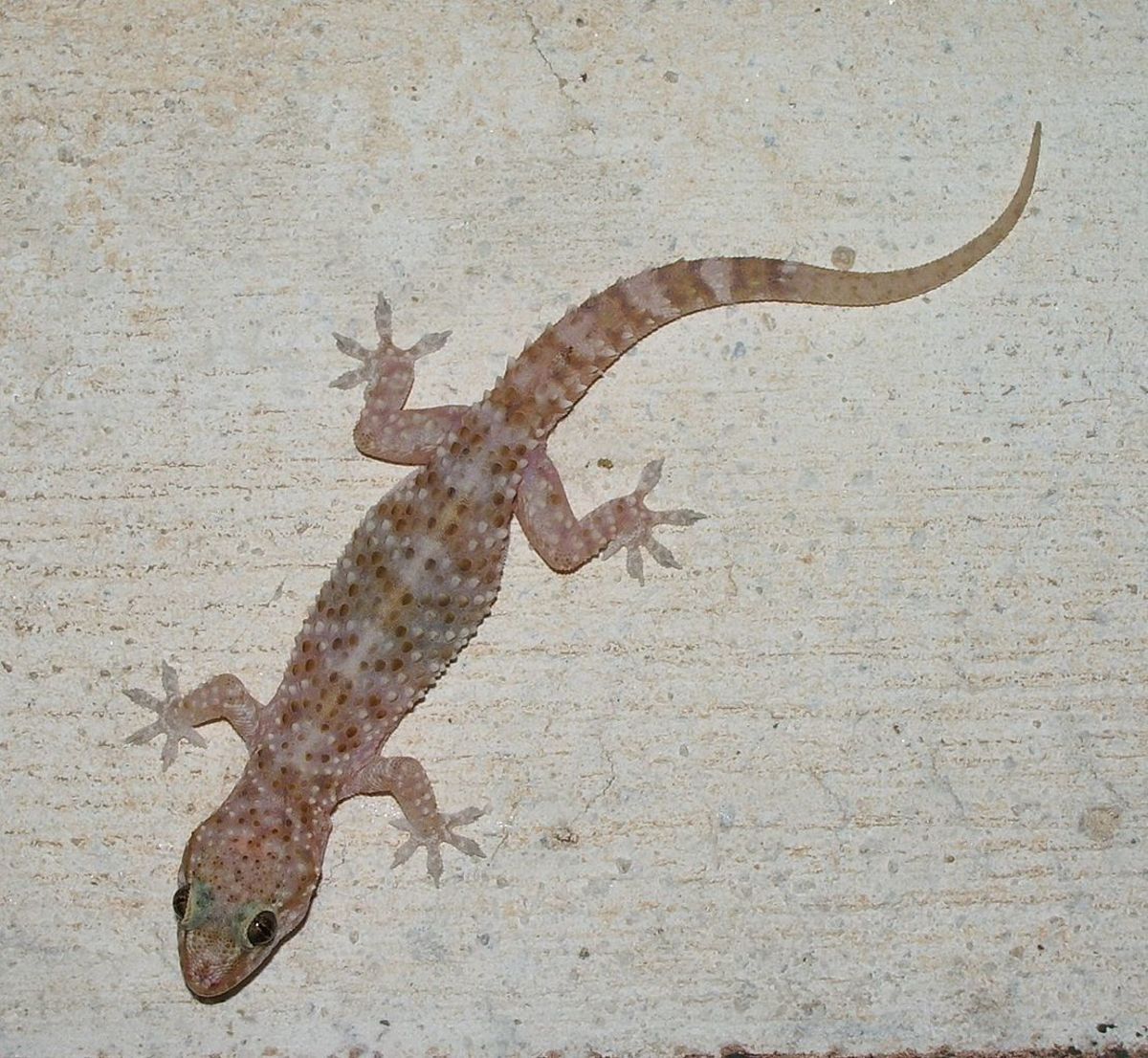 Pelekat Cicak (Kertas bergam) 32cm x 20.5cm x 0.6cm