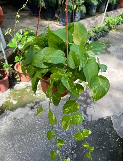 Live Plant with Hanging Flower Pot