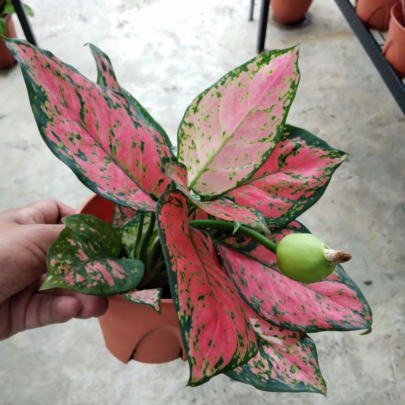 Chinese Evergreen (Red Valentine)