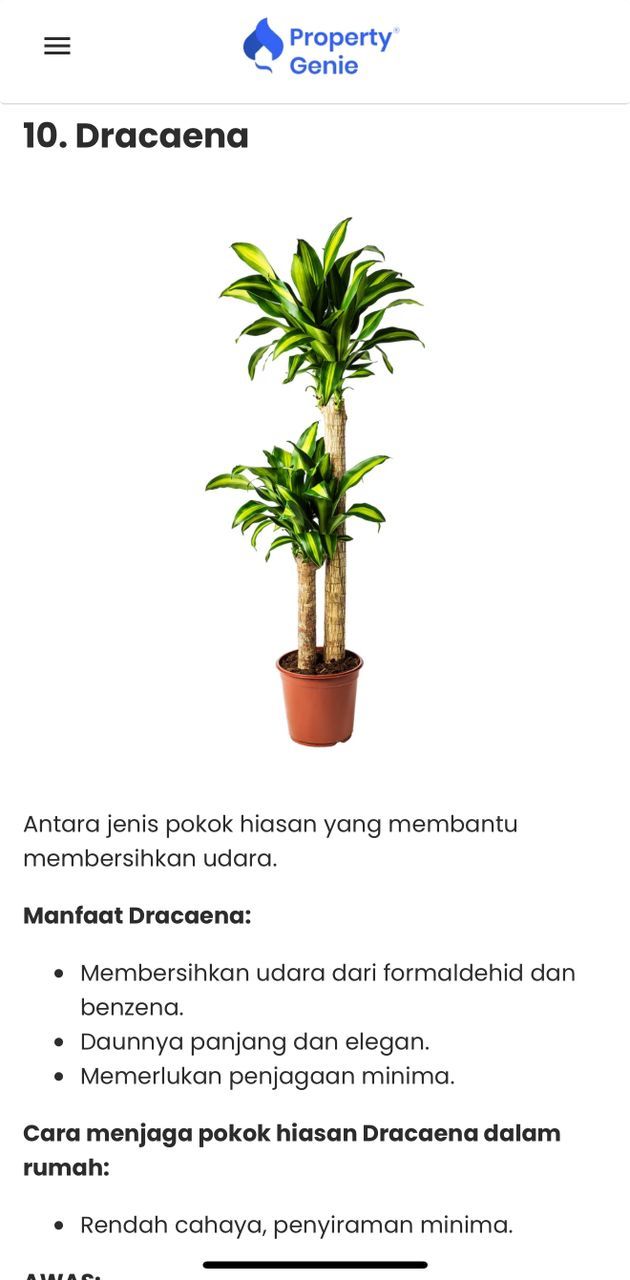 Pokok Hidup Indoor Dracaena