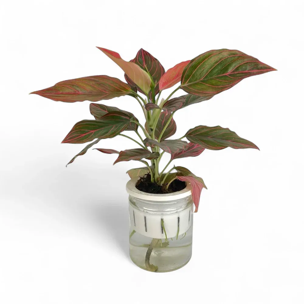 Others Aglaonema Red Vein 110 (Hydroponic Pot)