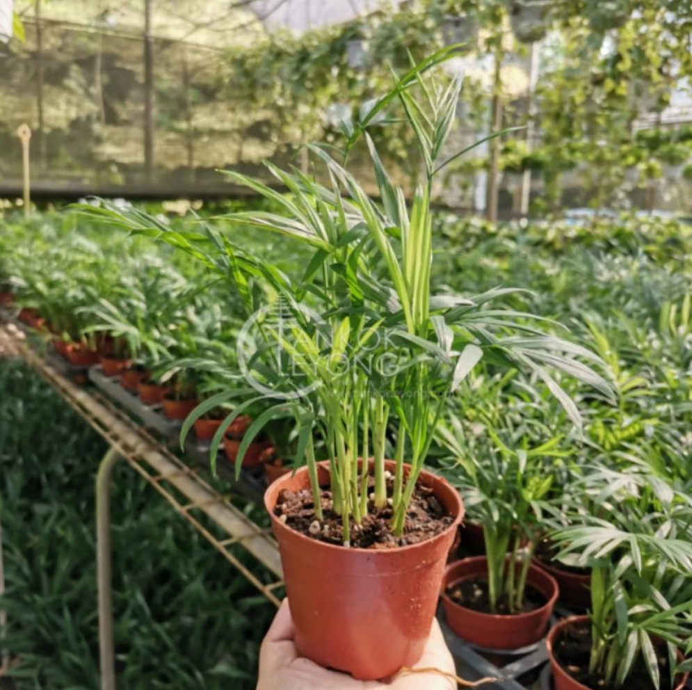 Live Plant Chamaedorea Elegans Seedling Bamboo Palm - Live Plant