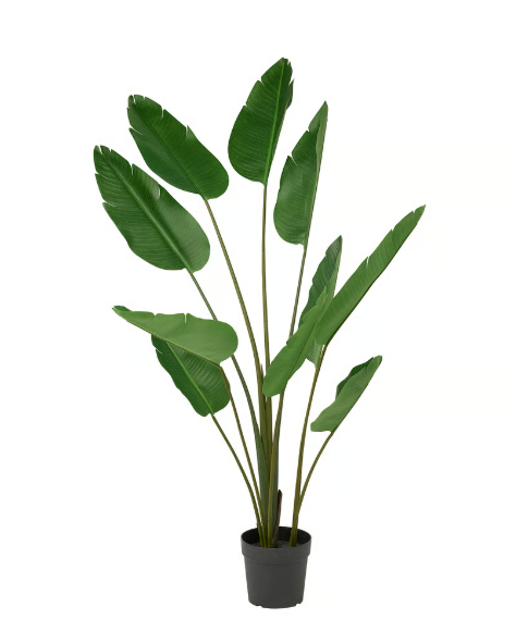 Potted Bird of paradise 45cm